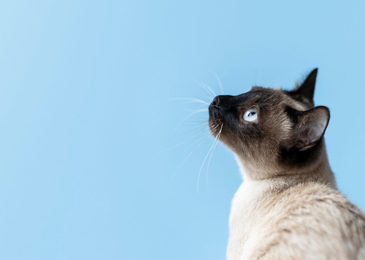 adorable-kitty-with-monochrome-wall-her-1280x915.jpg