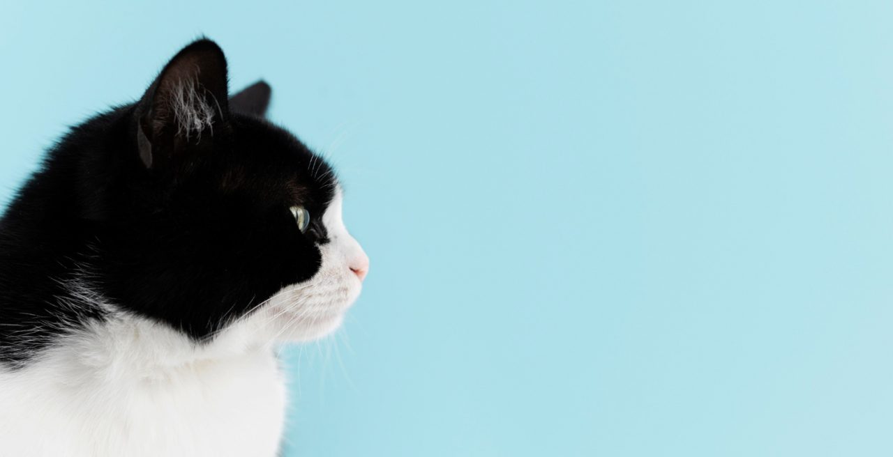 adorable-white-black-kitty-with-monochrome-wall-her-1280x656.jpg