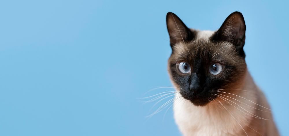 gato-1.jpg
