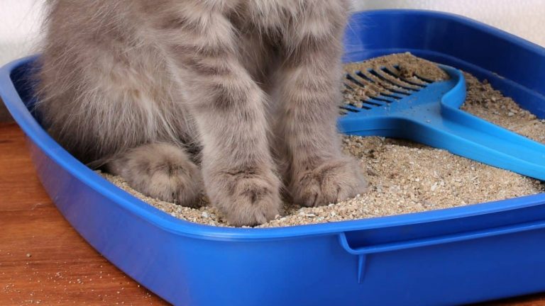 Arena-para-gatos-0.jpg